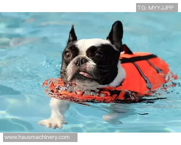 足球明星与他们心爱的宠物们的温馨故事与趣闻分享